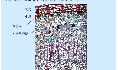 湿气重的人吃什么营养品网—知名的湿气重吃什么药调理最快最有效网站,分享湿气重吃什么药调理最快最有效知识